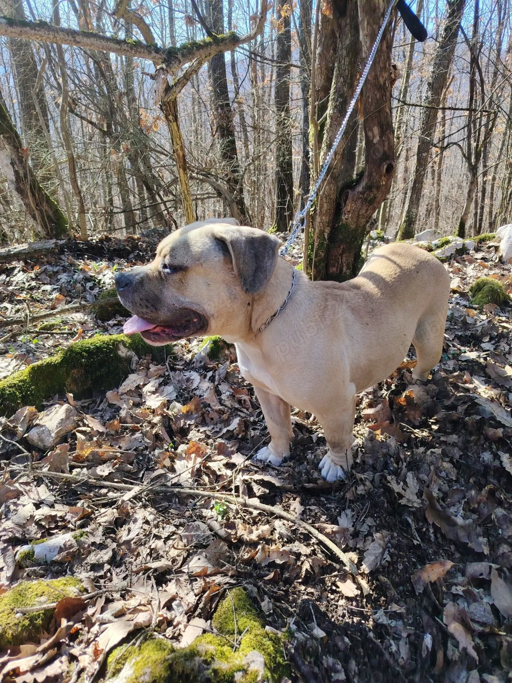  Schimb cățelușă de american bully pocket 