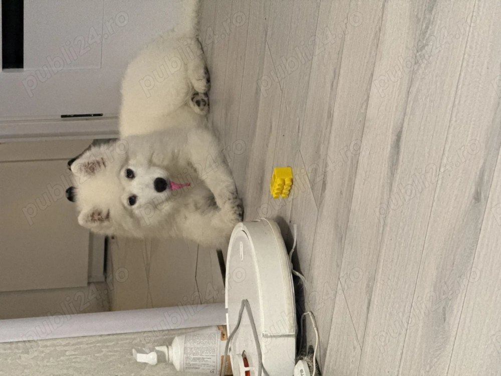 Vand pui samoyed fetita 4 luni