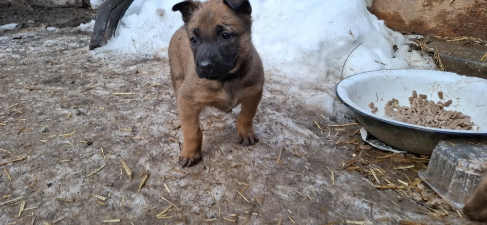 Pui ciobanesc belgian malinois