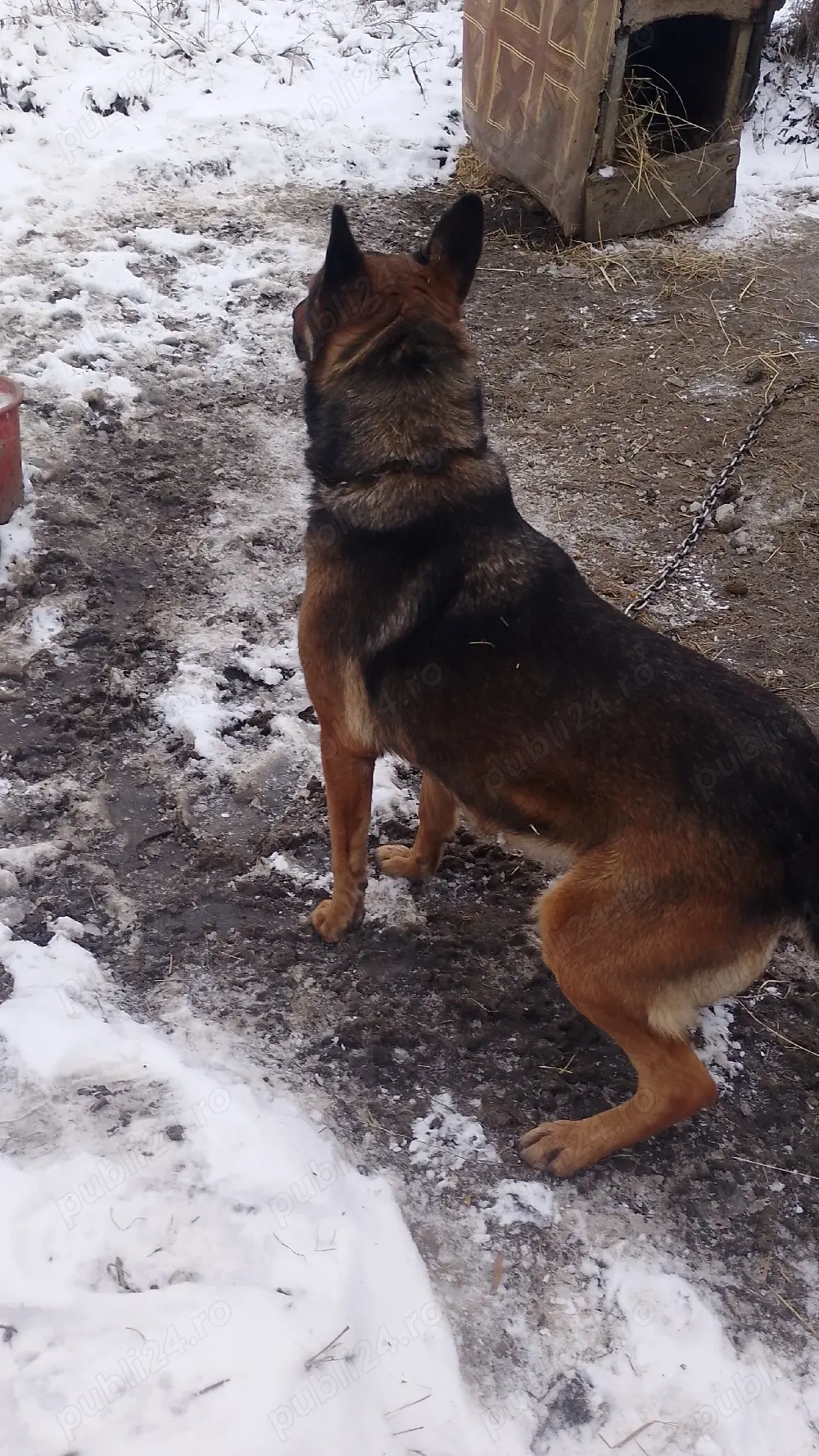 Donez catea belgian malinois