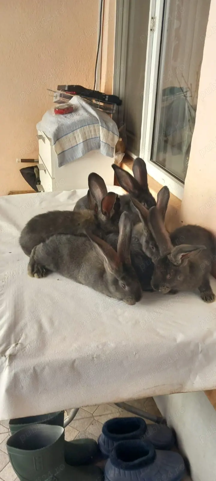 iepuri uriasi germani