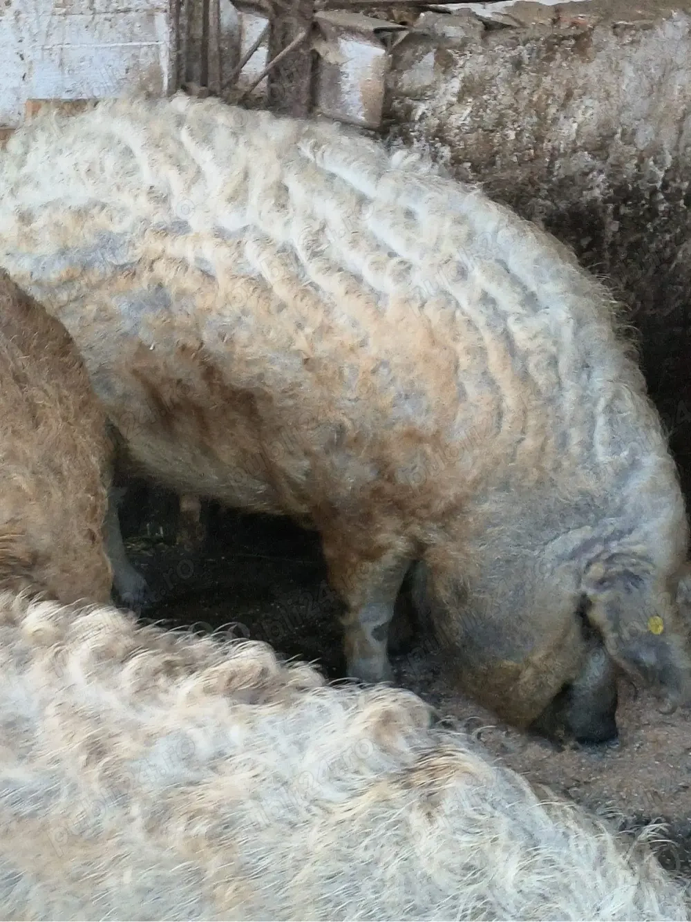 vand porci mangalita pt sacrificat