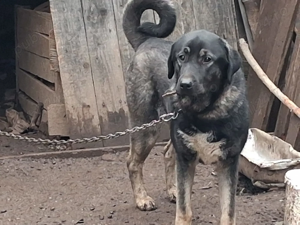 2 femele kangal 8 luni