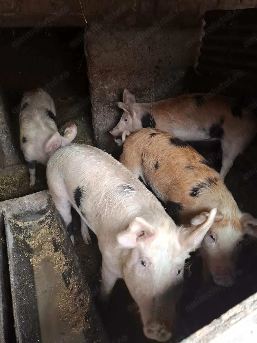 Vând scrofițe preț 1300 roni telefon   negociabil 