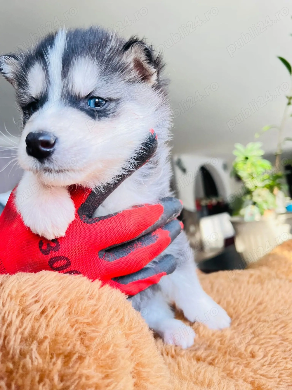 Puiuți Huski siberian 