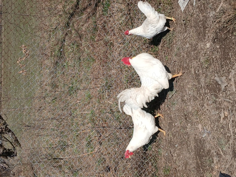 Oua pentru incubator