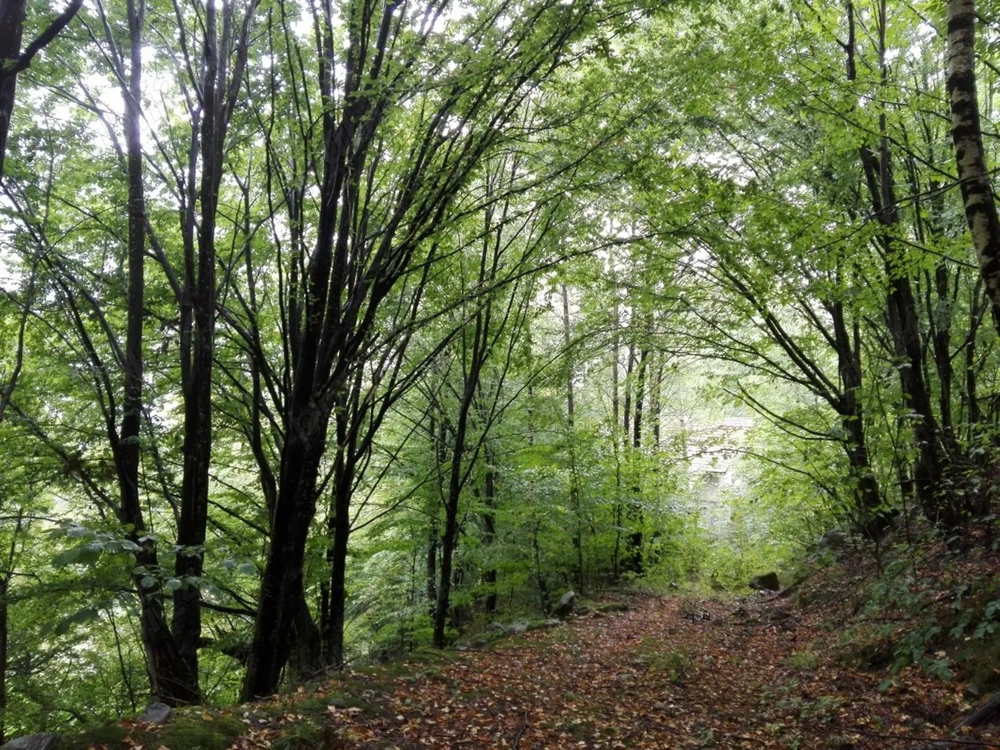 Proprietate rară în inima Retezatului   5.700 mp teren intravilan