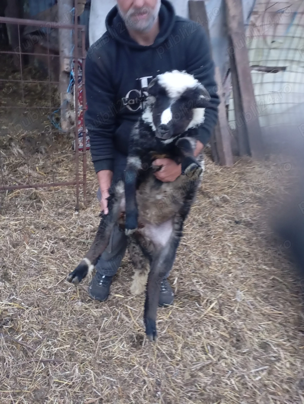 Vindem miei de paste 