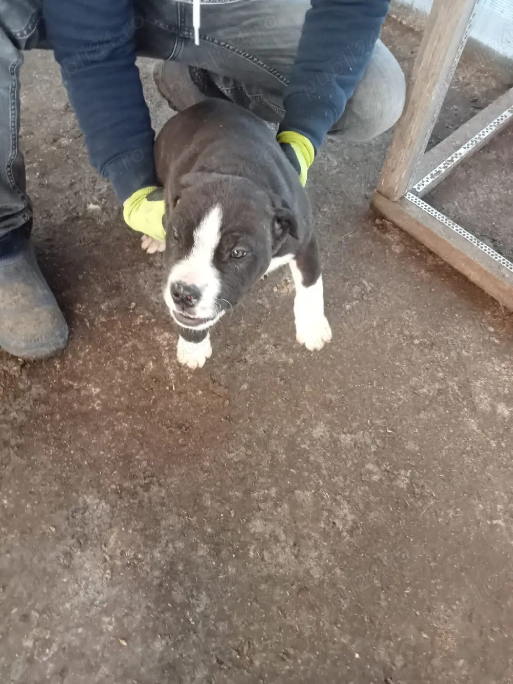  Vand pui de catei amstaff 