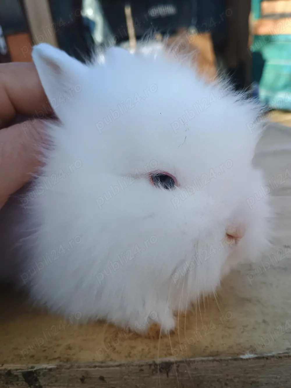 iepurasi cap de leu pitic 