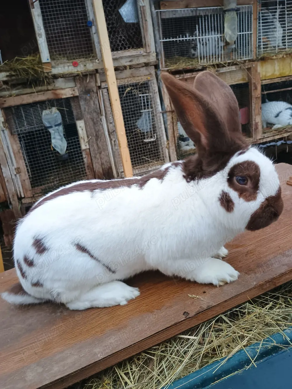 havana fluture german 