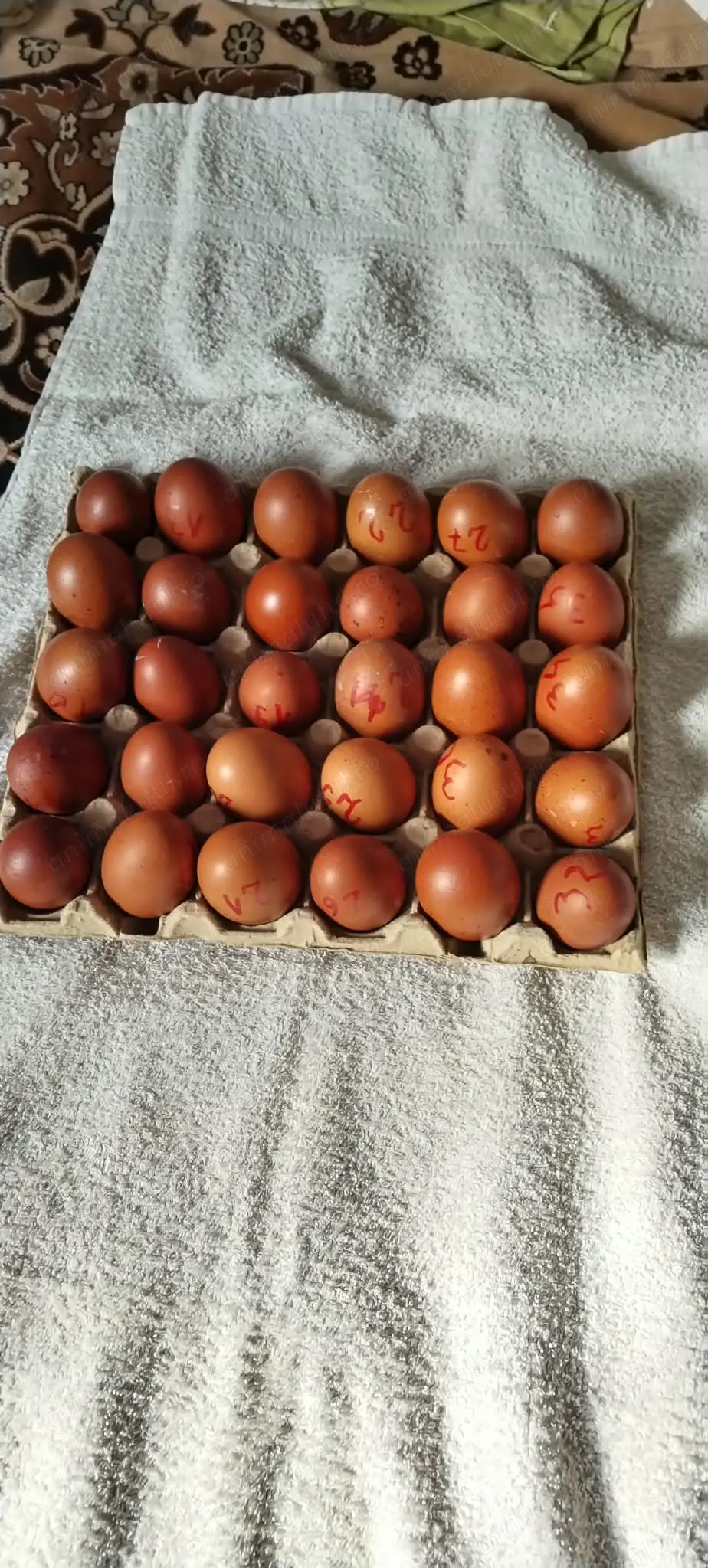 Oua de gaina marams negru aramiu   PT INCUBAT