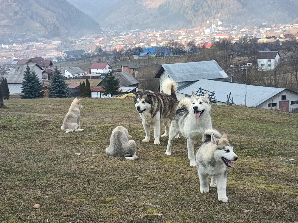 pui malamut de alaska