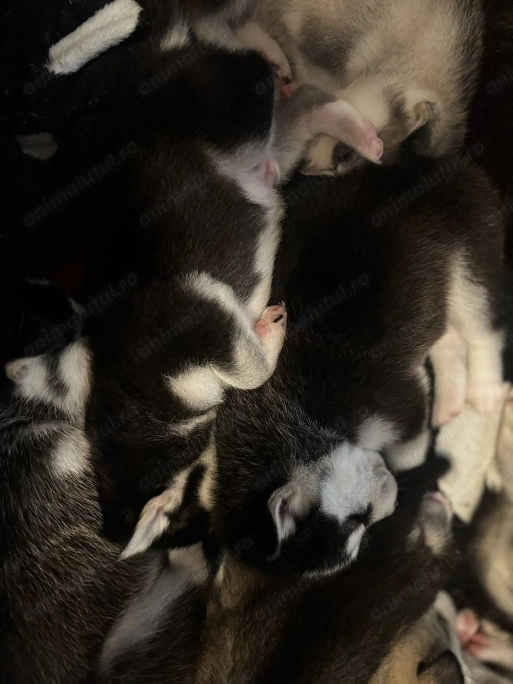 Se vand Pui de Husky Siberian