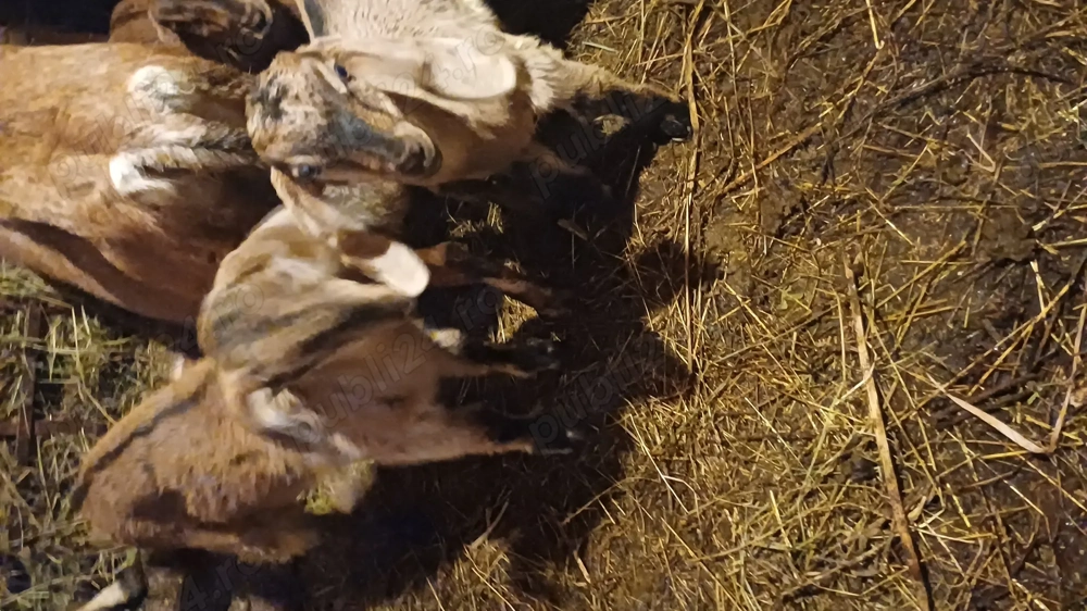 Tapisori anglo nubiene