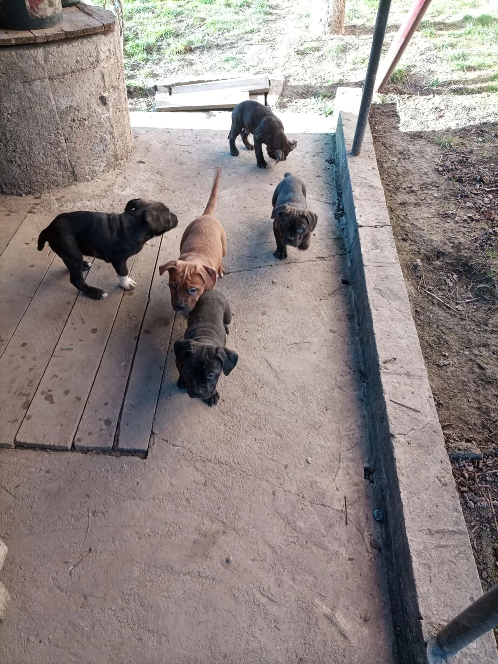 Cățeluși American Bully 