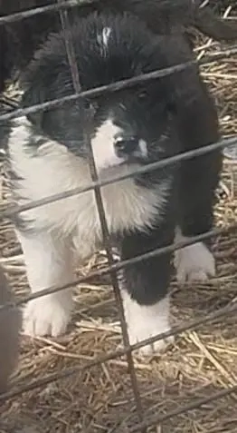 catel Ciobanesc corb 