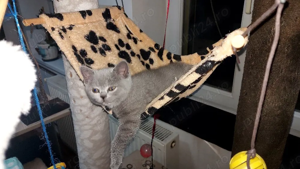 Puiuti pisica rasa british& scotish în vârstă de2 luni