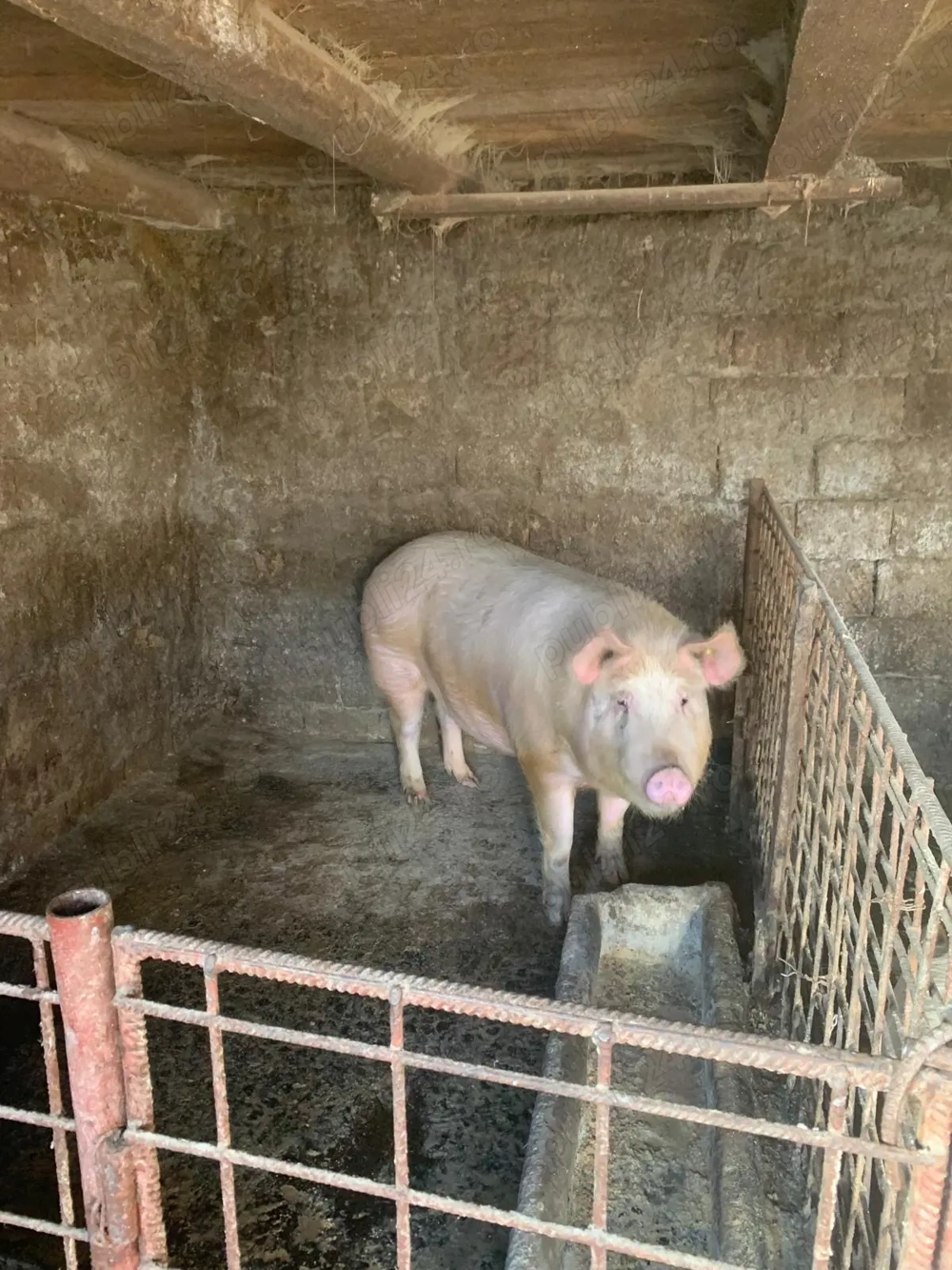 Porc de vanzare ( aproximativ 210 kg) 