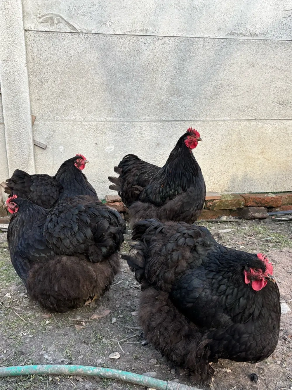 Vand oua cochinchina urias pe negru 