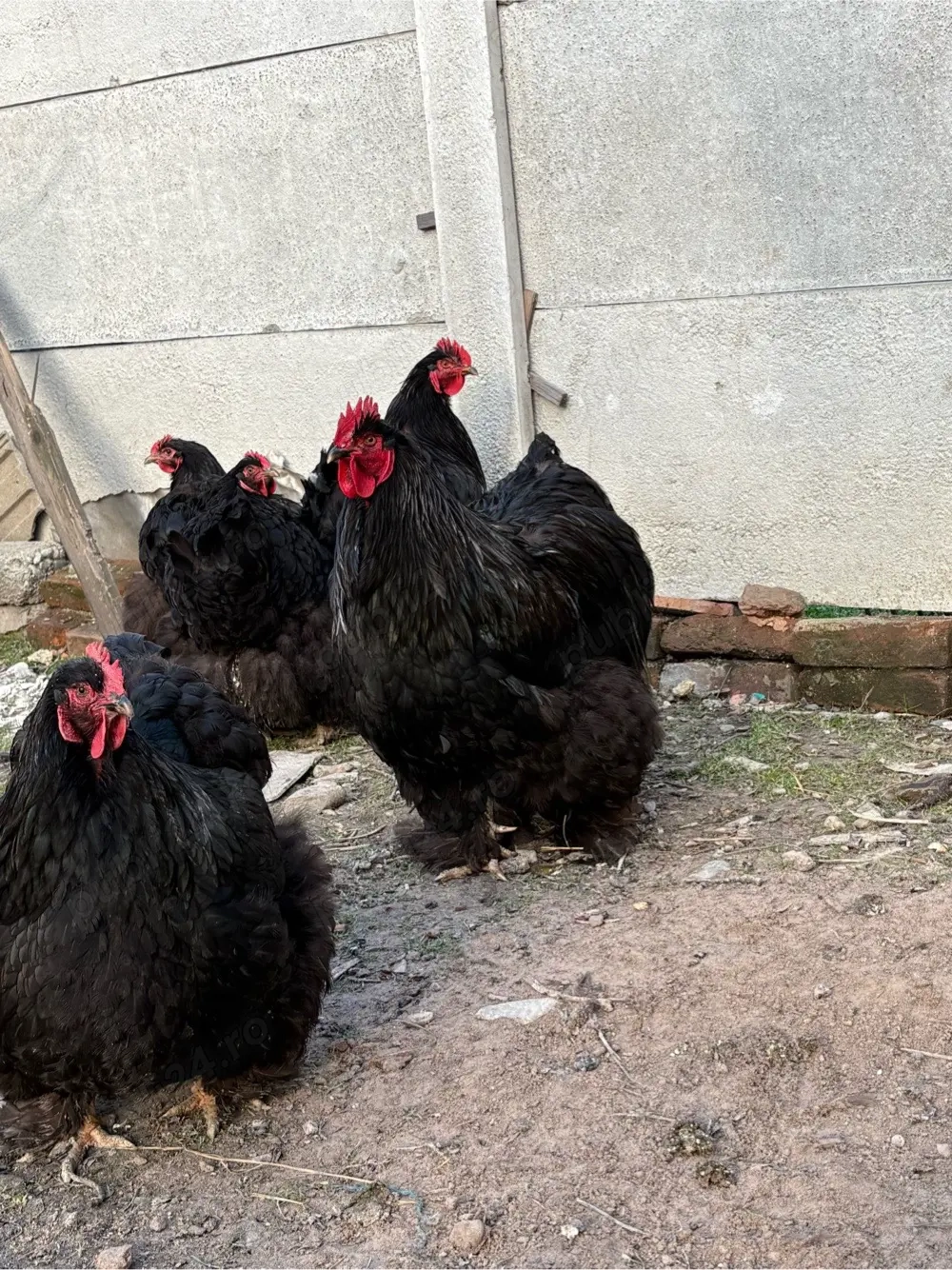 Vand oua cochinchina urias pe negru 