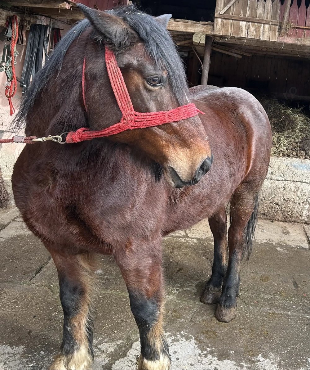 Vând cal semigreu 6 ani 