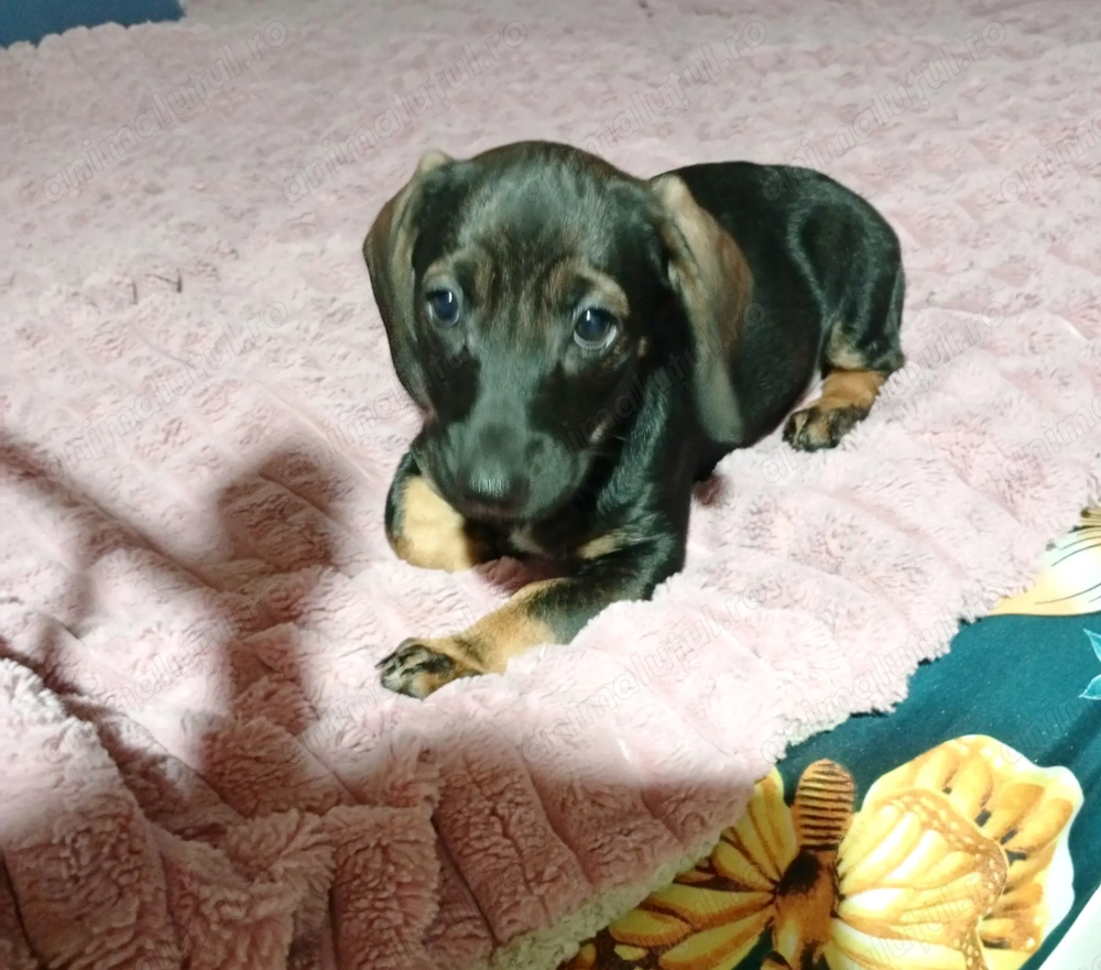 Cățeluși teckel metis