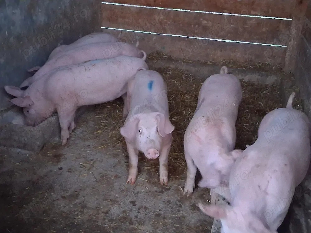 vând soldani, medie  45 kg Rasa de calitate Marele Alb &Pic, (masculi castraţi)