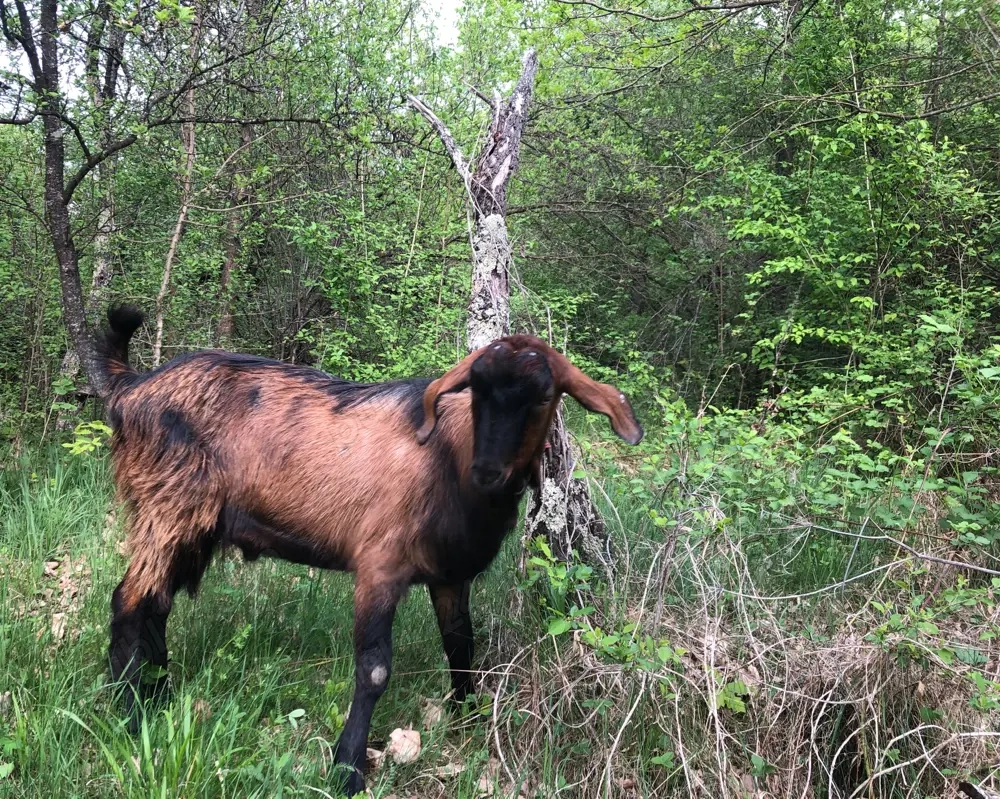 Tap din capra anglonubiana si tap alpin francez!