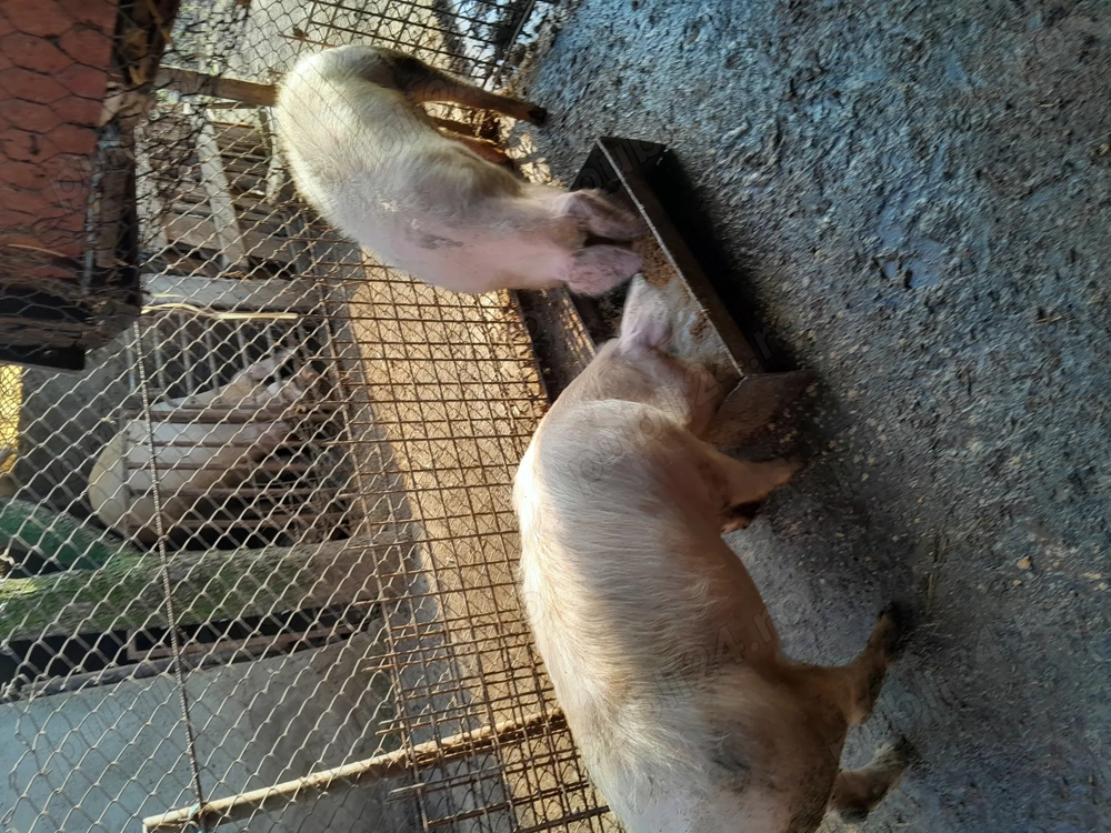 Porci. De vinzare