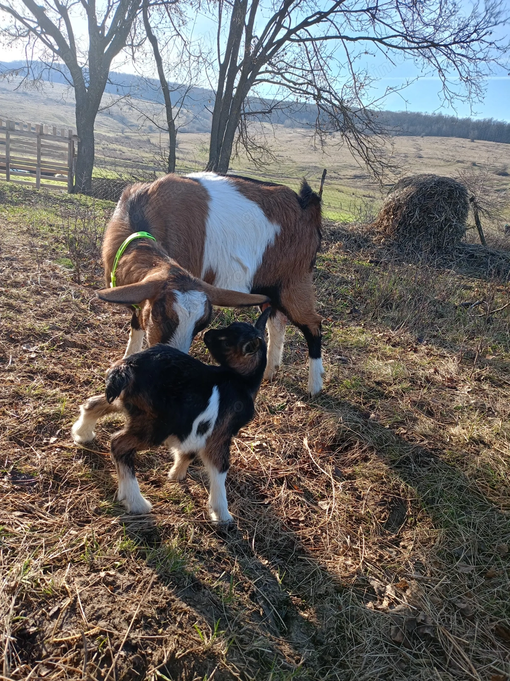 Vând capra cu ieduță prima fatare