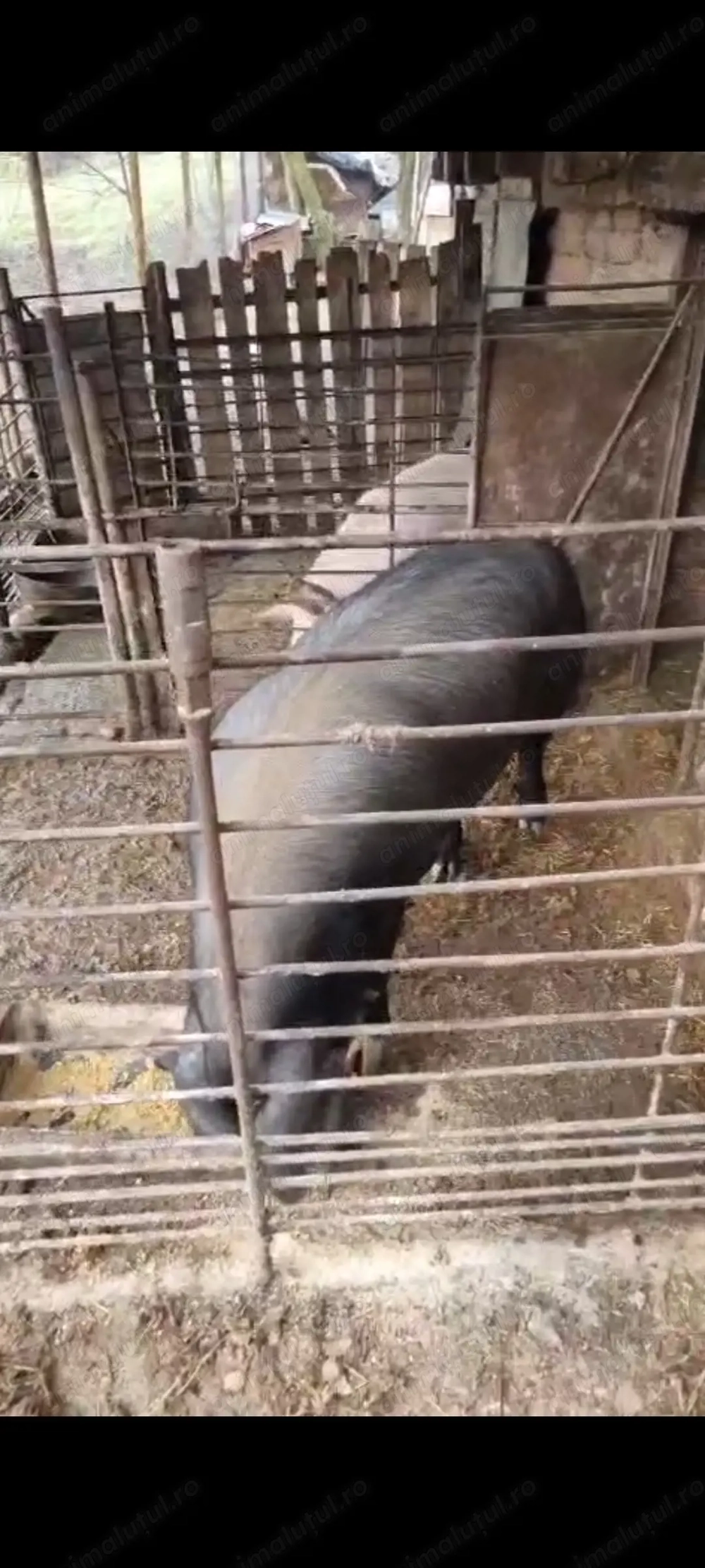 Vand purcea duroc cu alta rasa 17 lei kg in viu sau 22 carcasa 