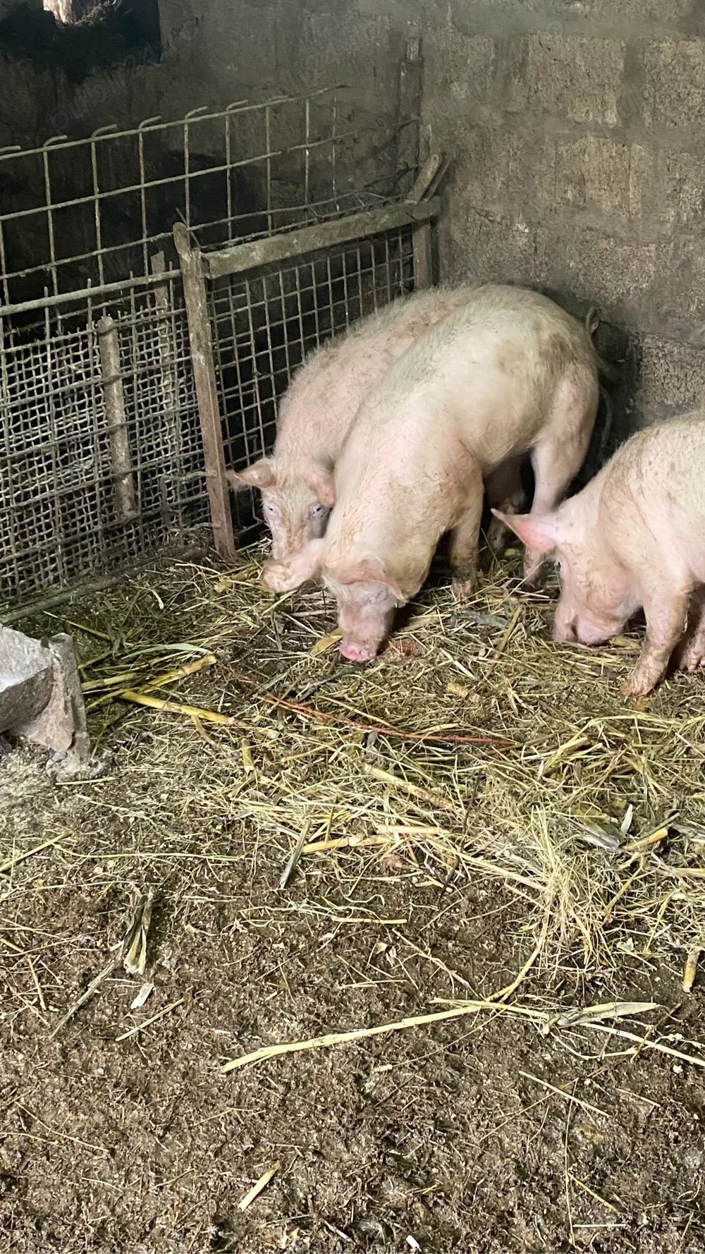 vand vieruti si scrofite