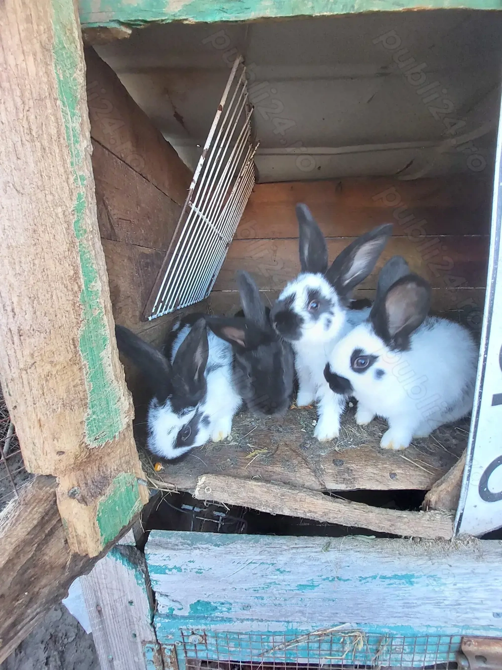 Iepurași fluture german 