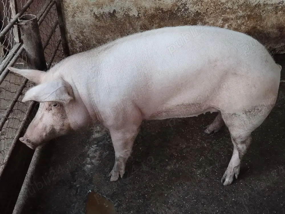 scrofita de vânzare 