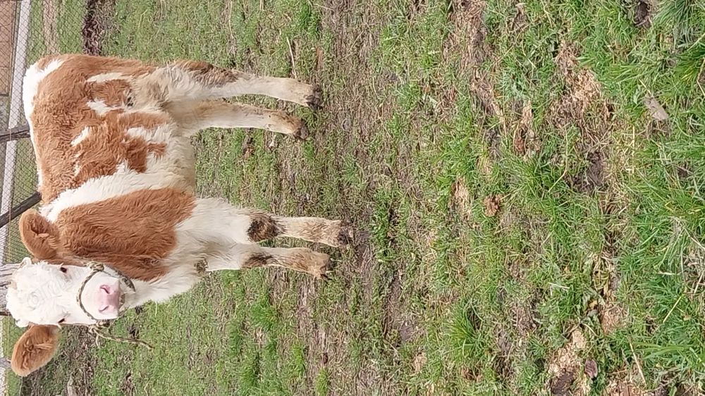 Vițea balțata de vânzare 