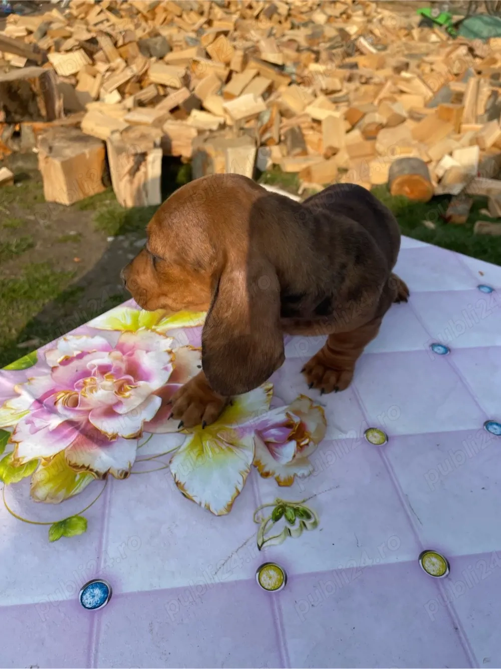 catel teckel arlequin