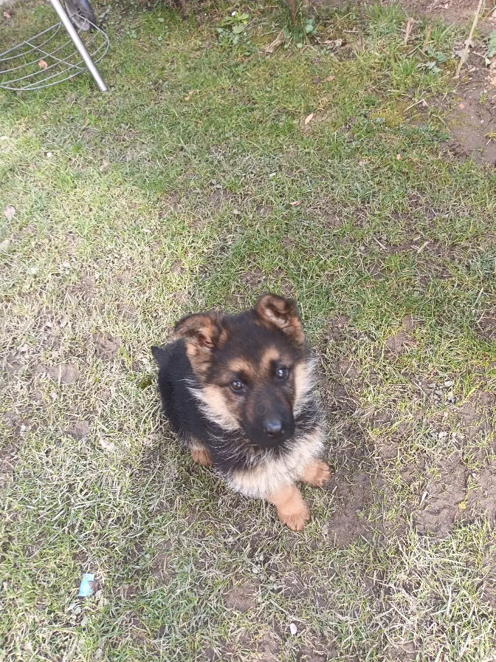 Pui Ciobanesc german t