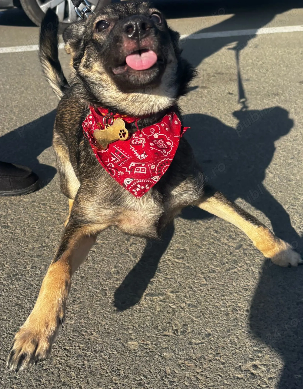 Plimbare caini si ingrijire pisici Constanta