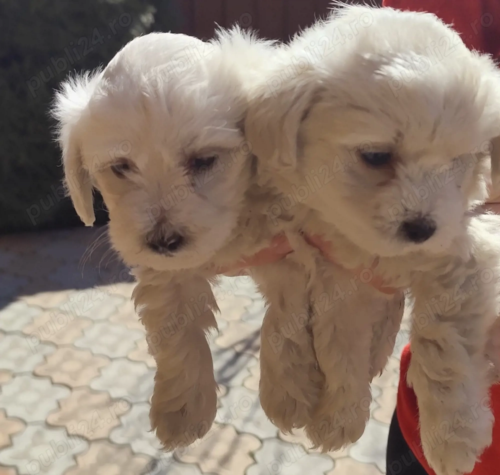 Vând pui de Bichon maltez 