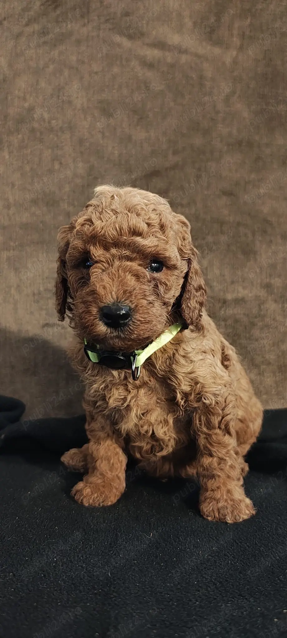 Pudel Poodle Caniche Toy Red 