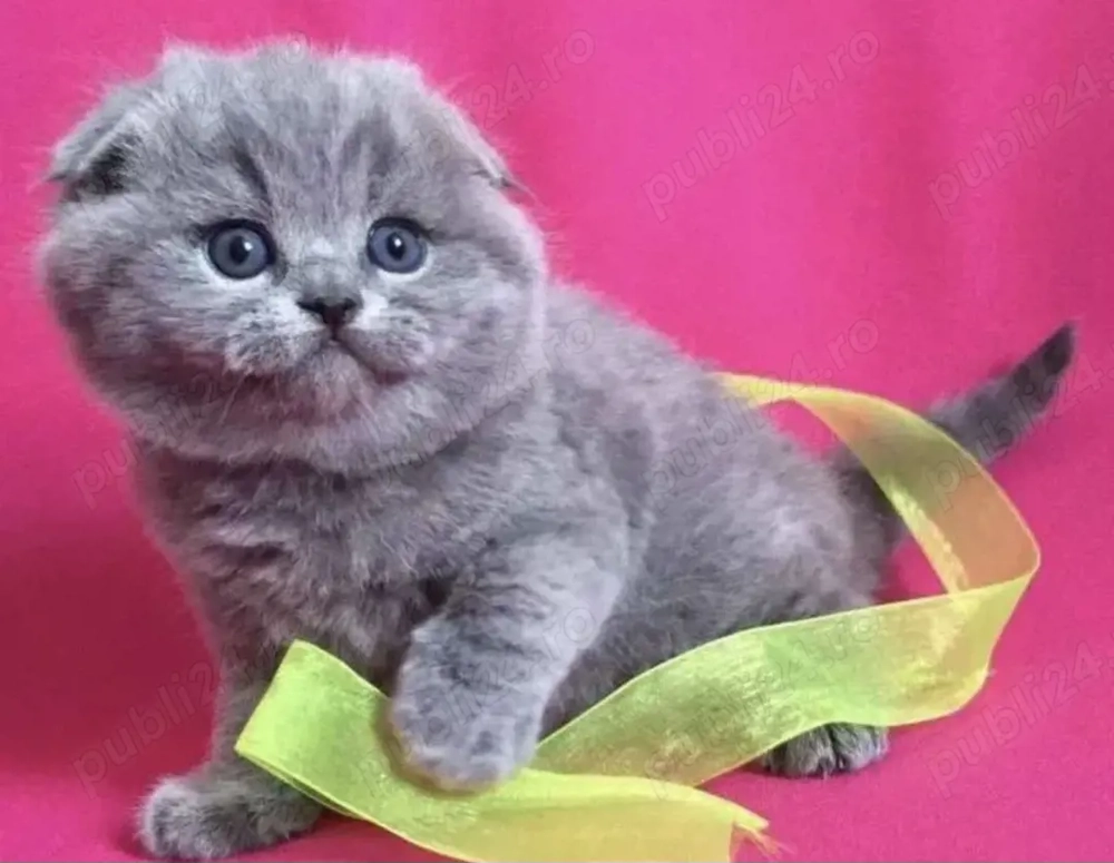 Oferta imbatabila! Profitati ! Doar luna aceasta! Scottish Fold Blue .