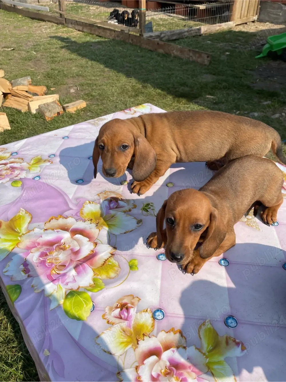 catelusi teckel arlechin 