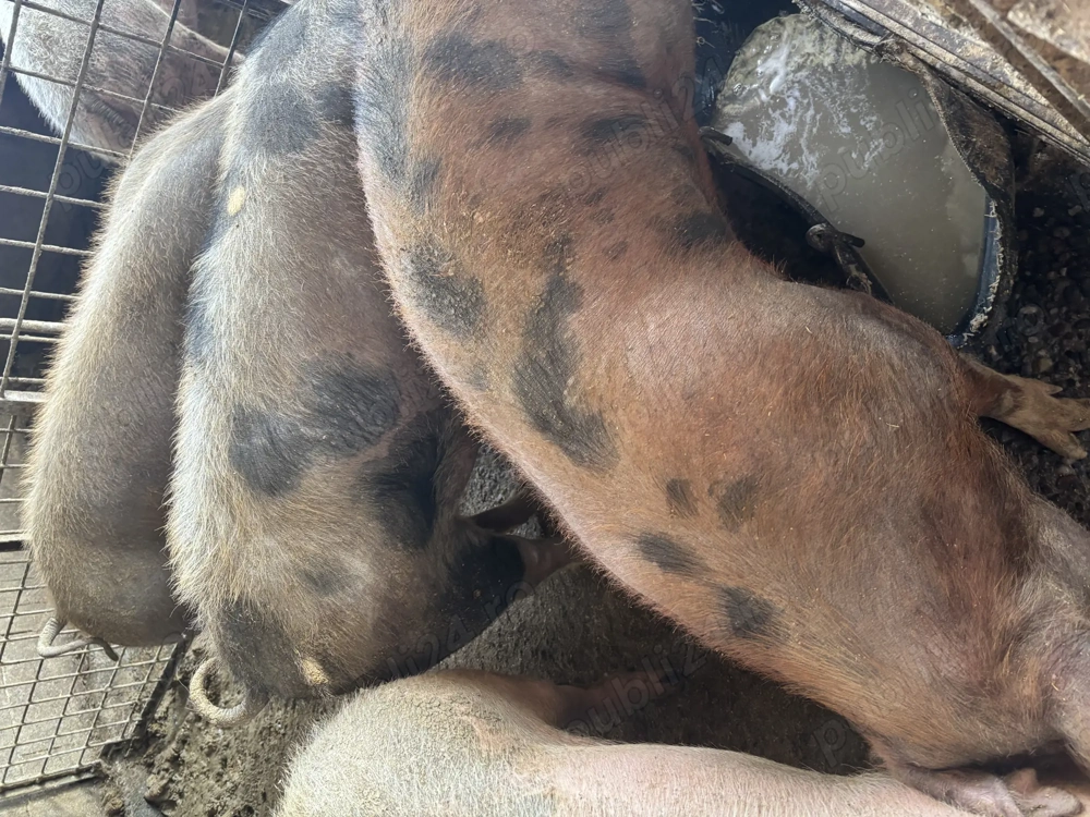 Vand porci de tăiat 