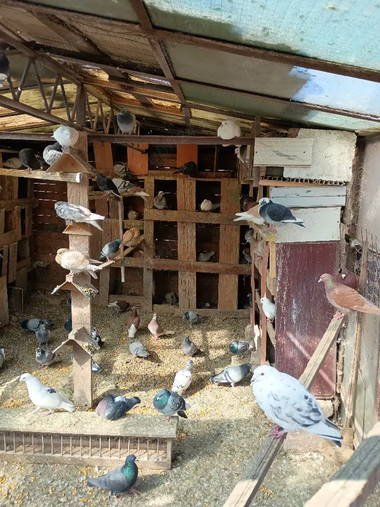 Vând porumbei  voiajori 