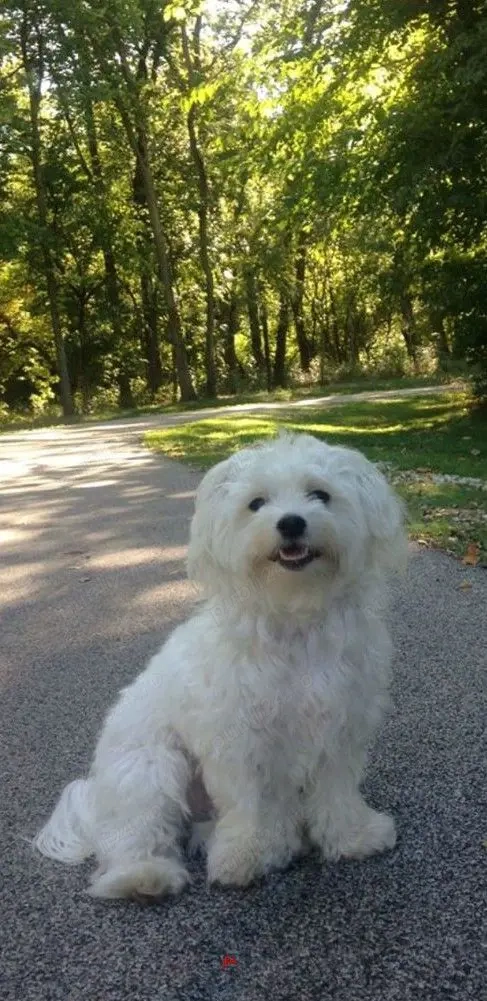 Mascul Bichon Maltese 