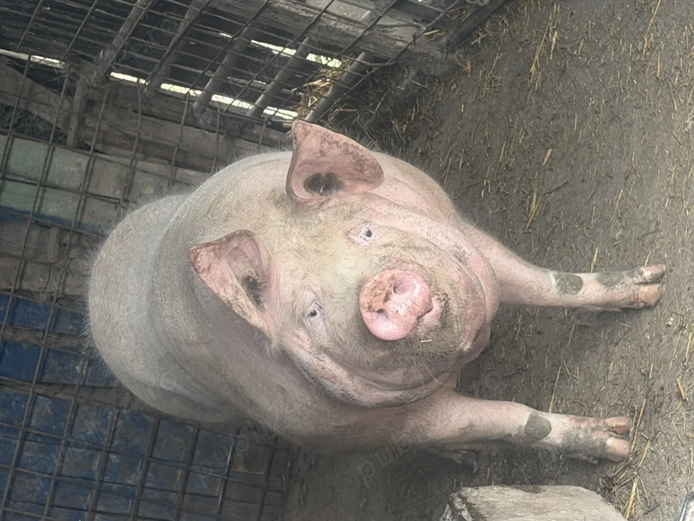 Porc de vânzare-Marele alb 