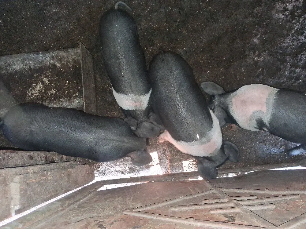 4 purcelusi 5 săptămâni pret 250buc