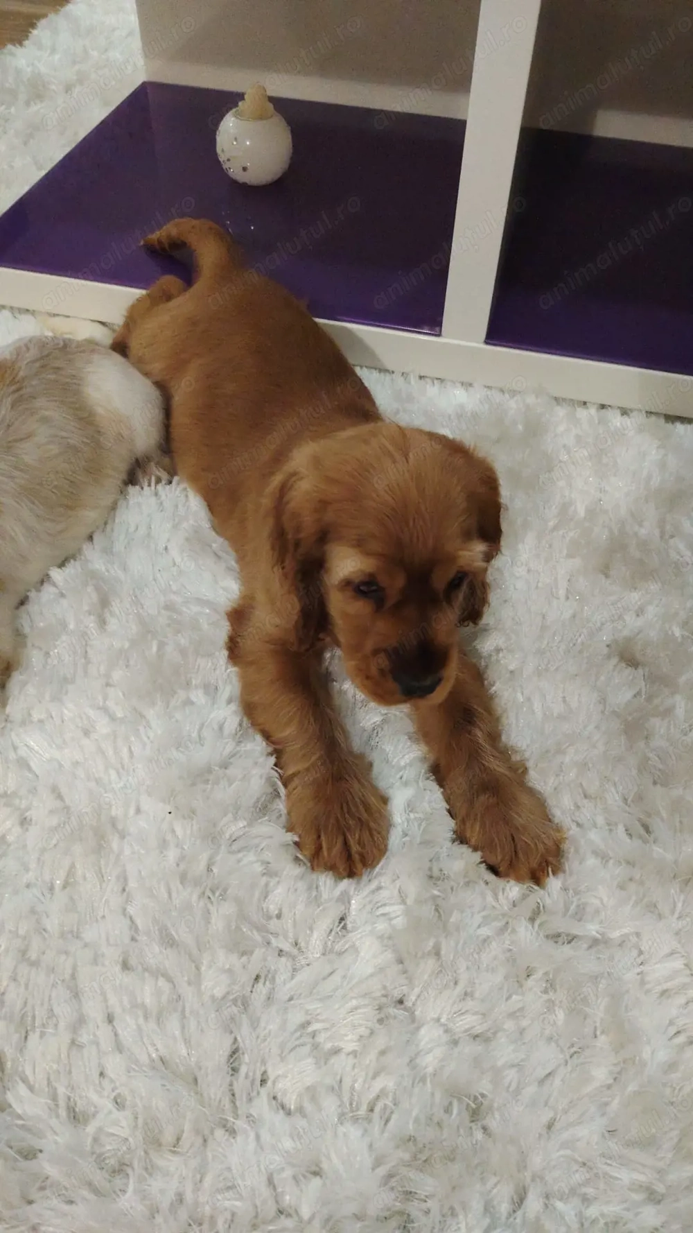 Pui Cocker Spaniel (2 luni si 2 Saptamani ) baiat