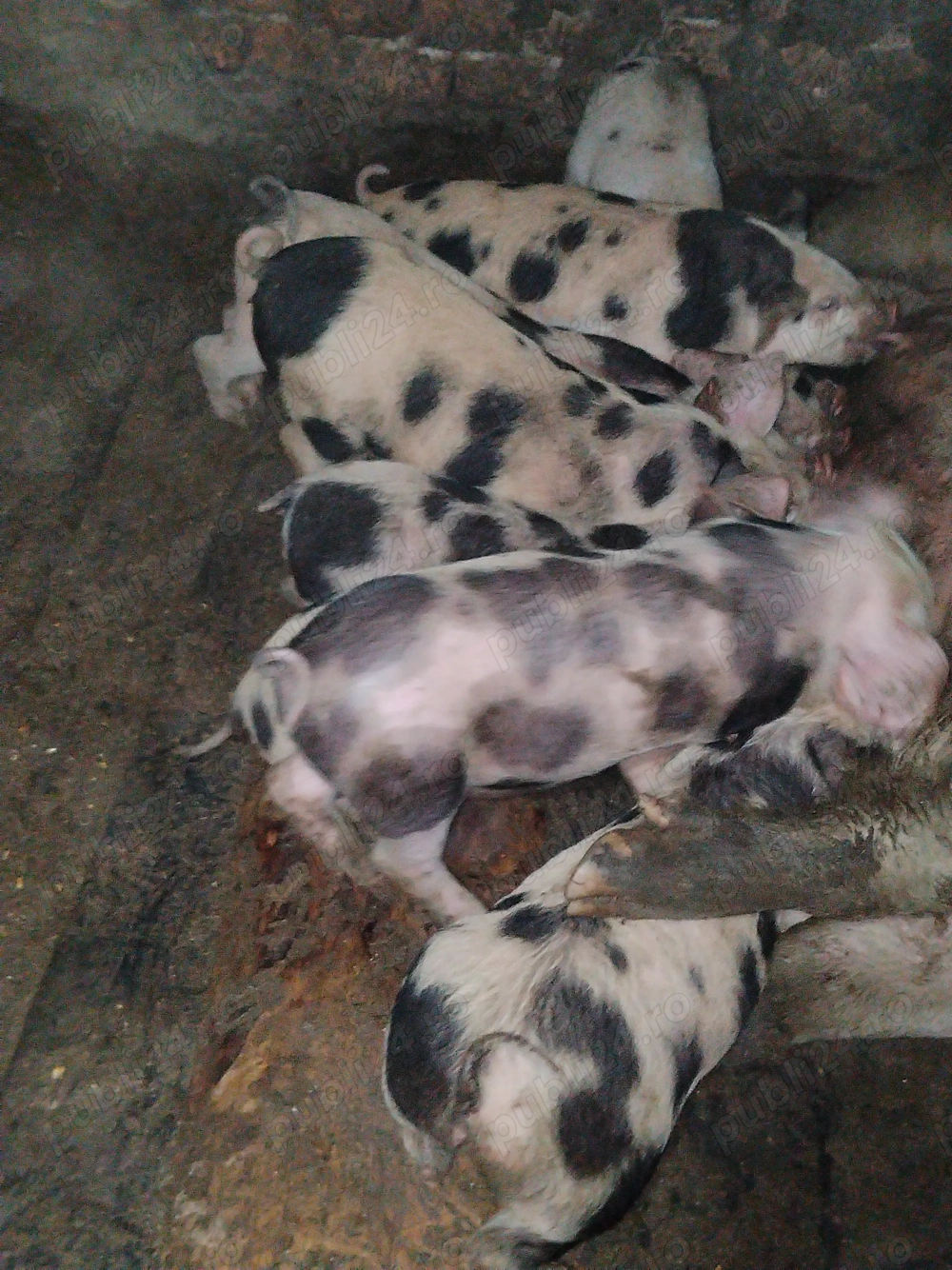 Vând purcei  mai multe detalii la telefon 